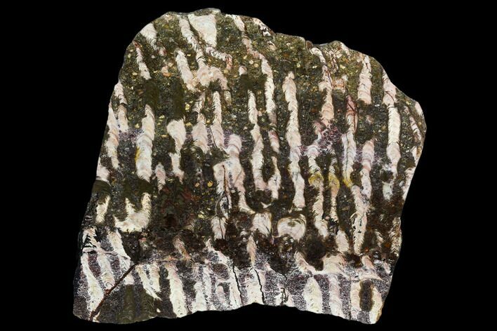 Polished Stromatolite (Collenia) Slab - Minnesota #129235